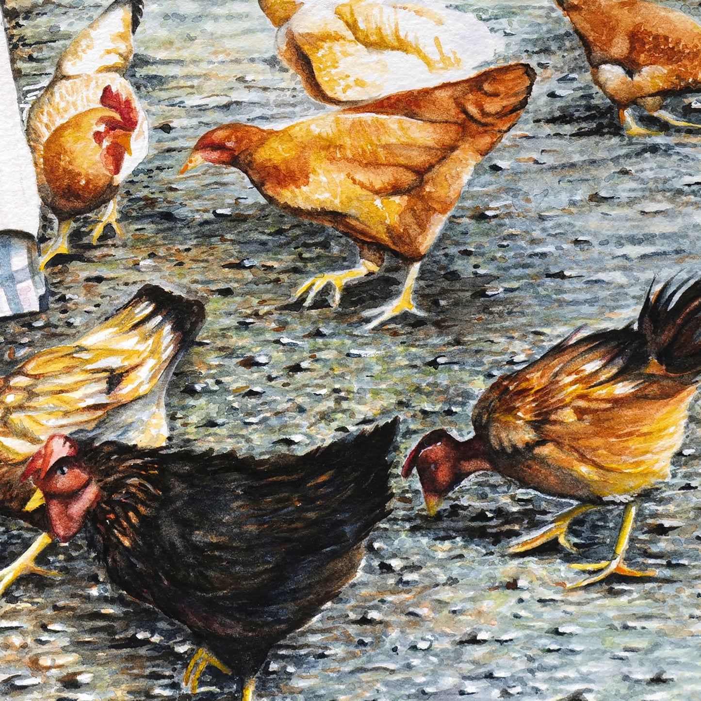 Feeding Chickens - Giclée Watercolor Print